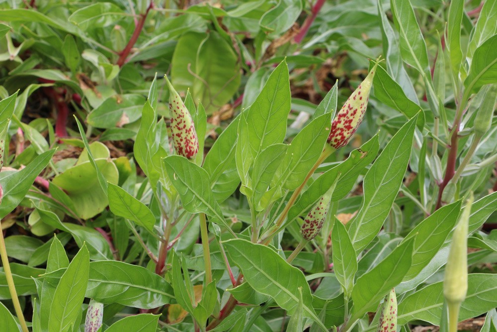 Oenothera macrocarpa Polster Nachtkerze Missouri-Nachtkerze