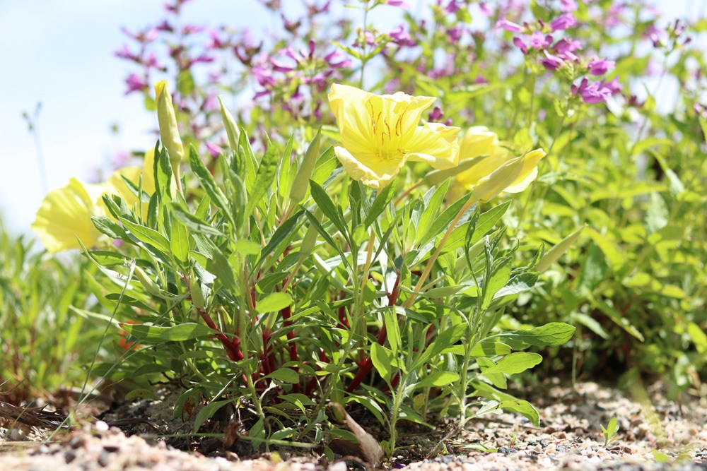 Oenothera macrocarpa Polster Nachtkerze Missouri-Nachtkerze