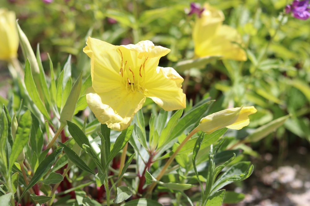 Oenothera macrocarpa Polster Nachtkerze Missouri-Nachtkerze