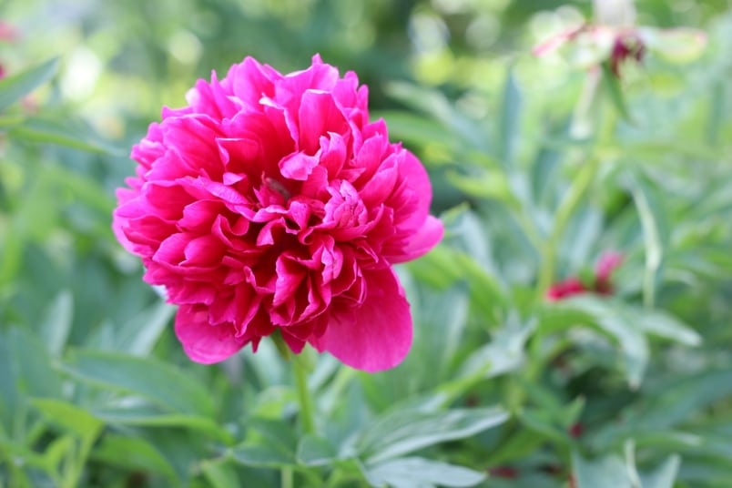 Pfingstrose (Paeonia officinalis 'Rubra Plena')