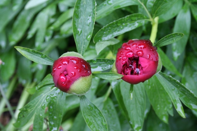 Nasse Pfingstrosen im Regen