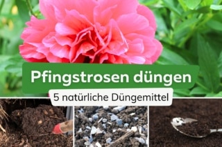 Pfingstrosen dngen: 5 natrliche Hausmittel | biologische Dnger