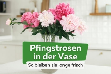 Pfingstrosen in der Vase: so blühen sie auf und halten länger