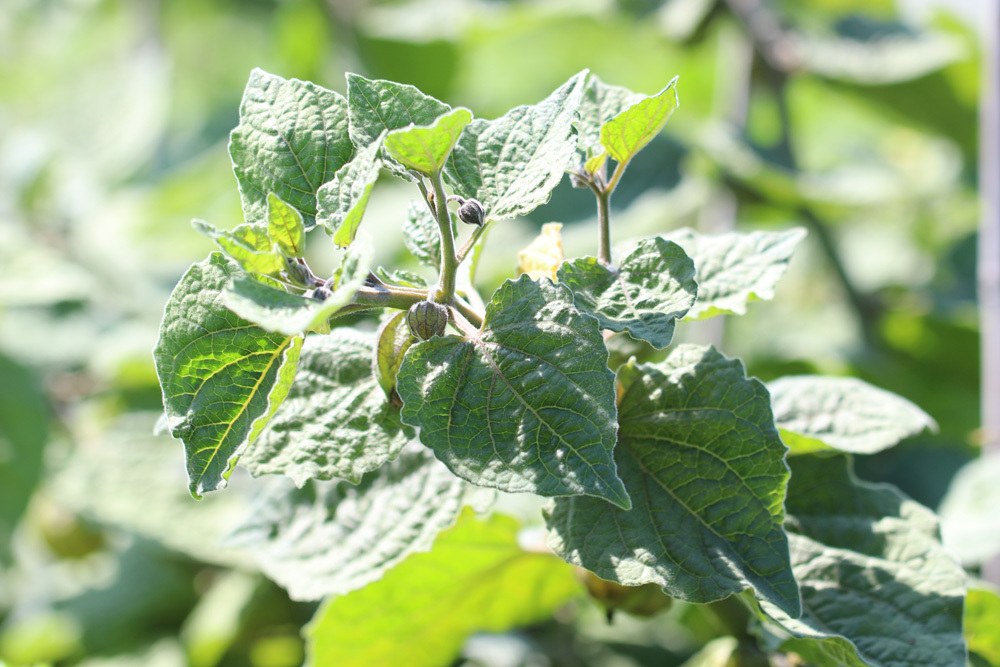 Physalis peruviana Kapstachelbeere