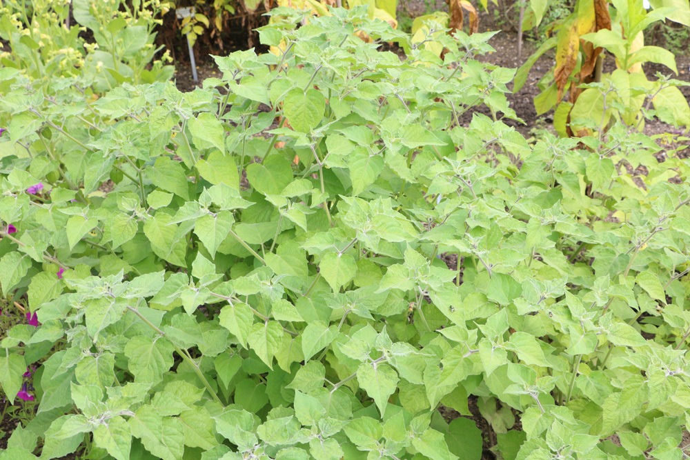 Physalis peruviana Kapstachelbeere