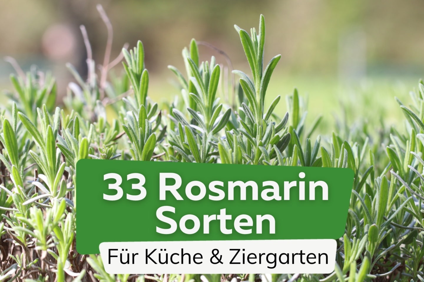 Rosmarin-Sorten: 33 Sorten für Küche und Ziergarten