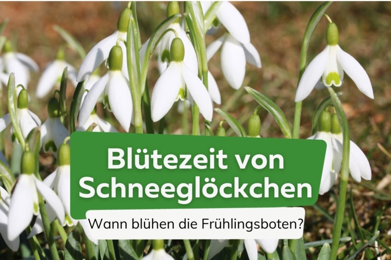 Blütezeit von Schneeglöckchen