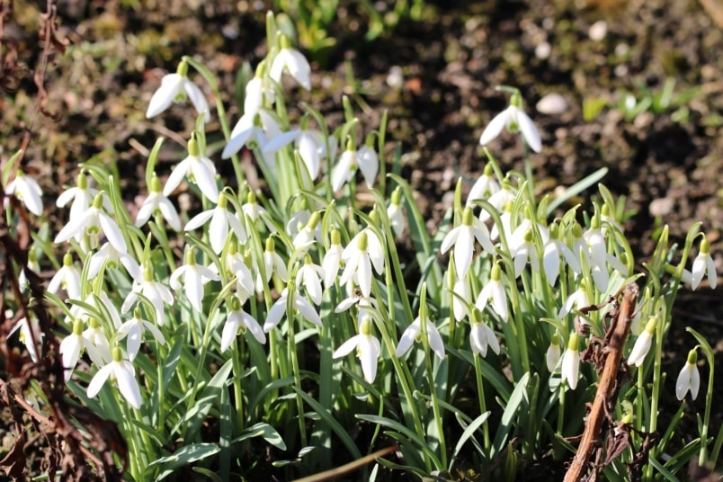 Schneeglöckchen, Galanthus