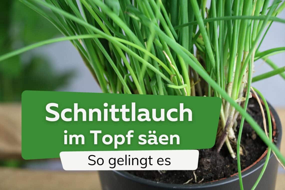 Schnittlauch im Topf säen: so gelingt es