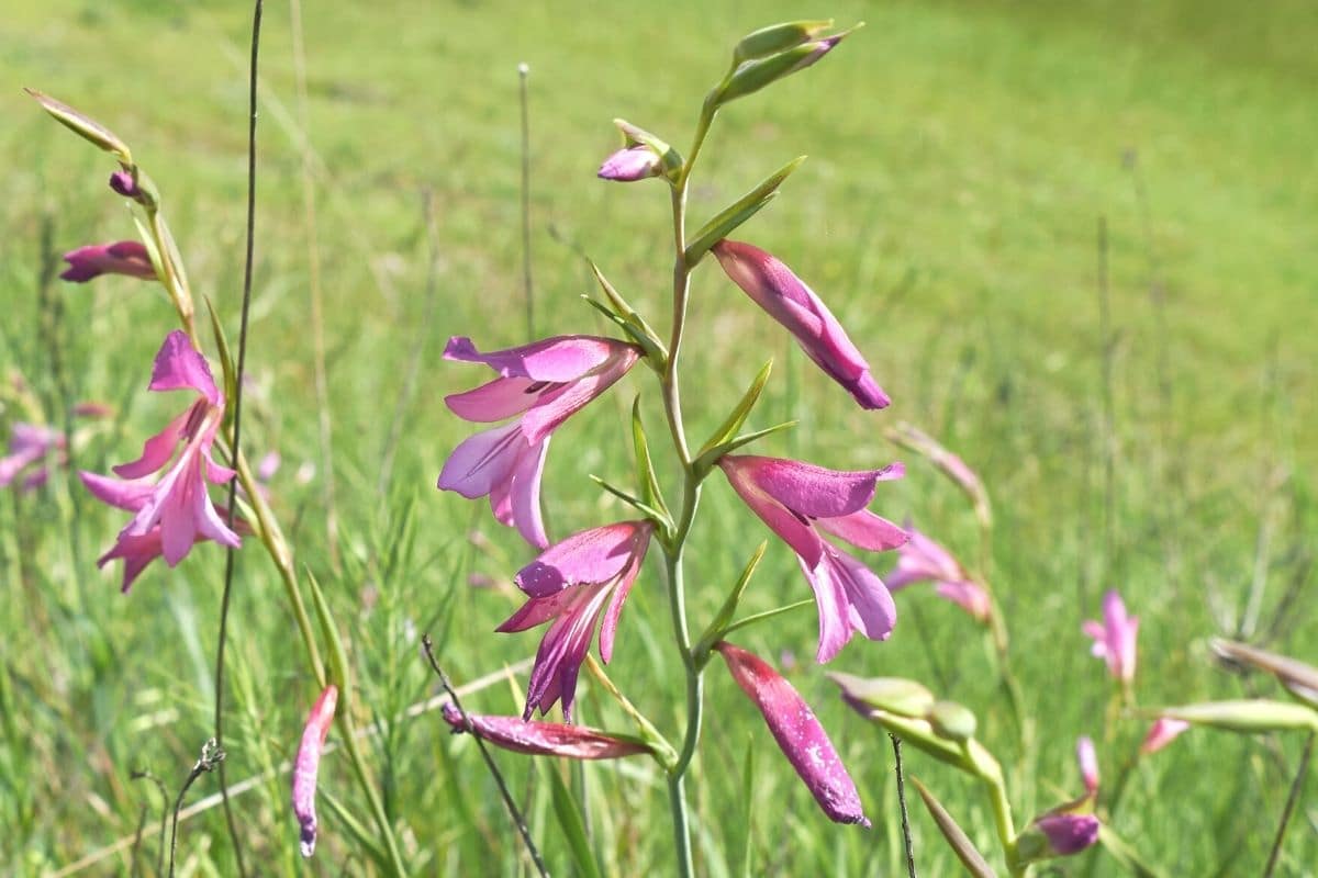 Sumpf-Gladiole (Gladiolus palustris)