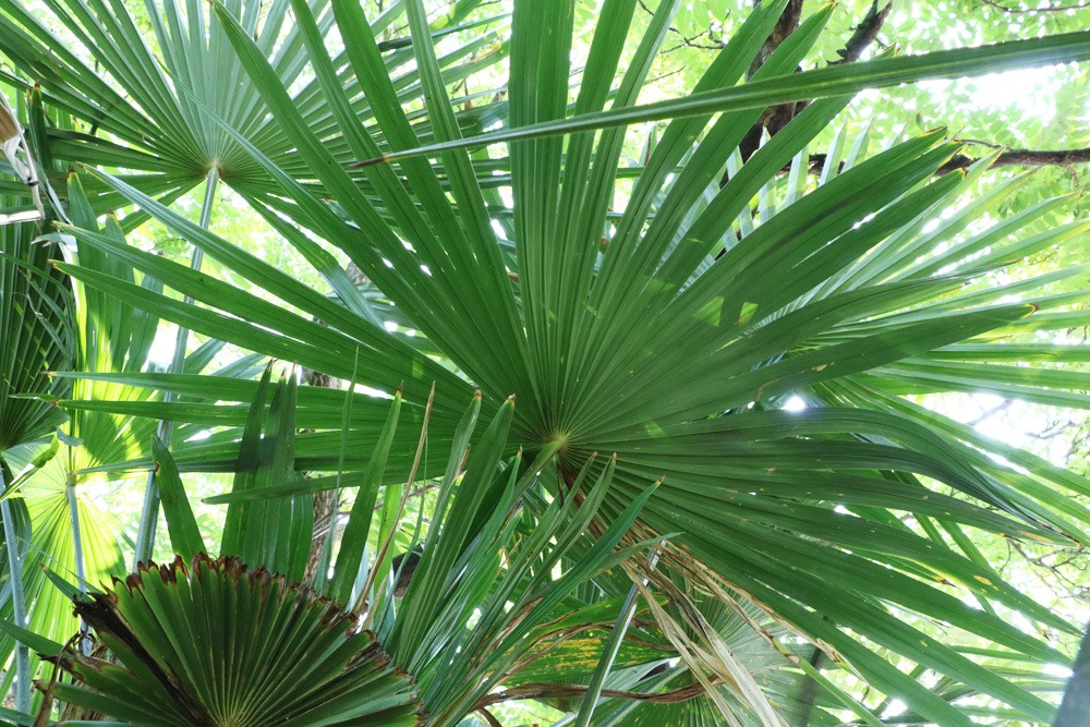 chinesische hanfpalme trachycarpus fortunei