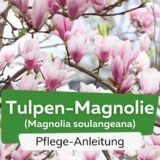 Tulpen-Magnolie (Magnolia x soulangeana)