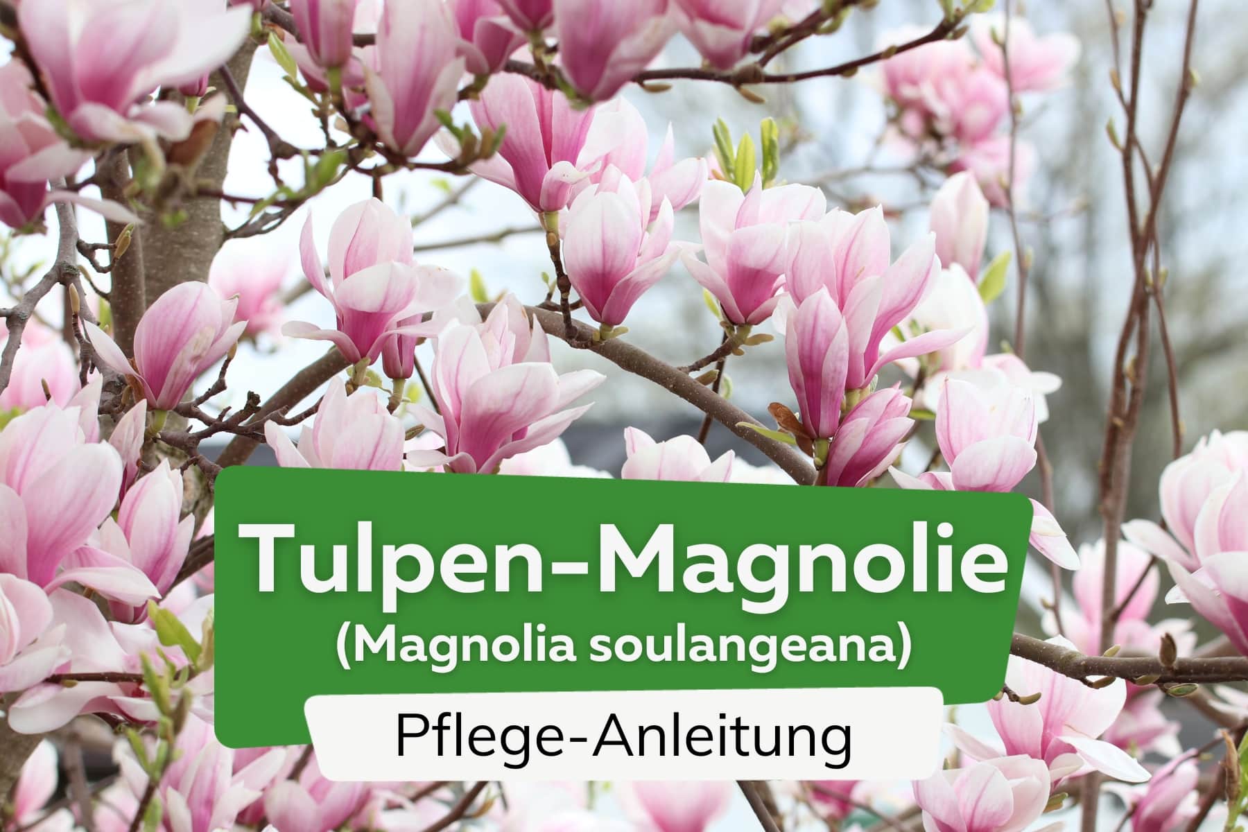 Tulpen-Magnolie (Magnolia x soulangeana)