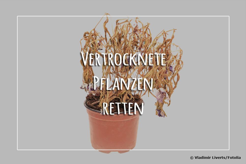 Vertrocknete Pflanzen retten