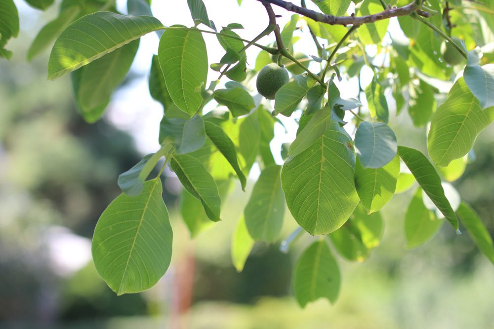 walnussbaum juglans regia