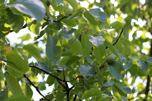 walnussbaum juglans regia