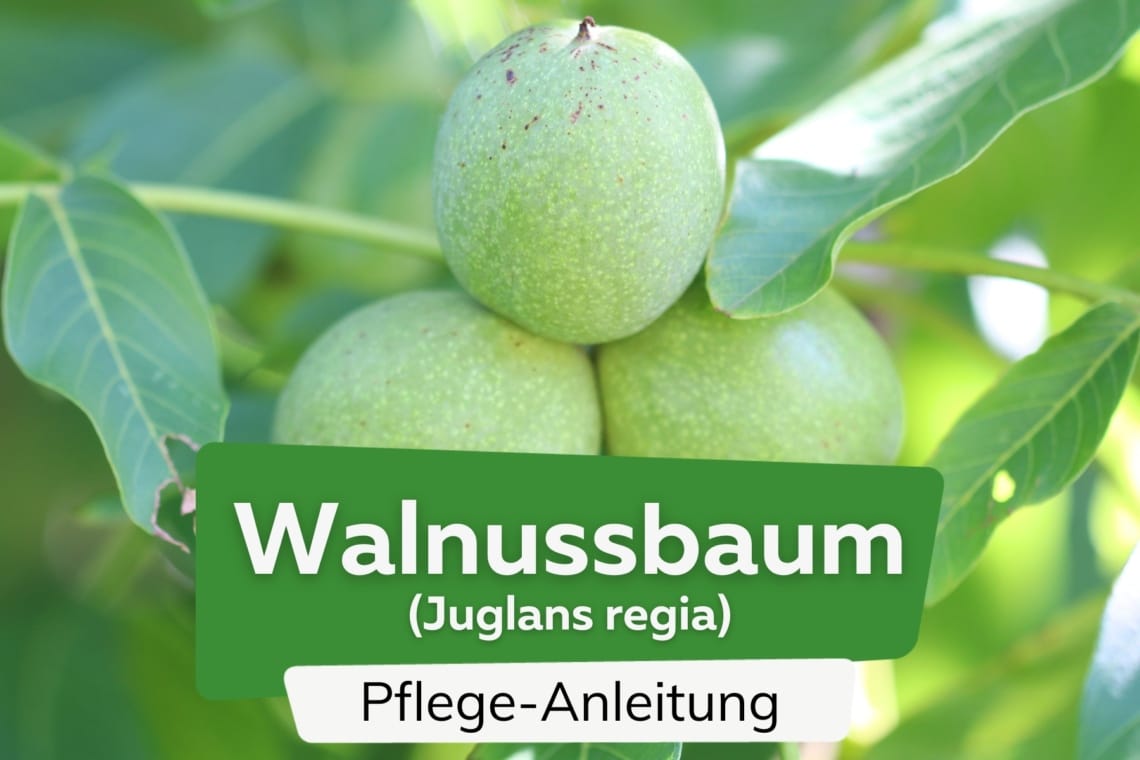 Walnussbaum (Juglans regia)