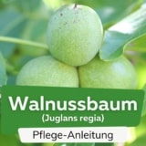 Walnussbaum (Juglans regia)