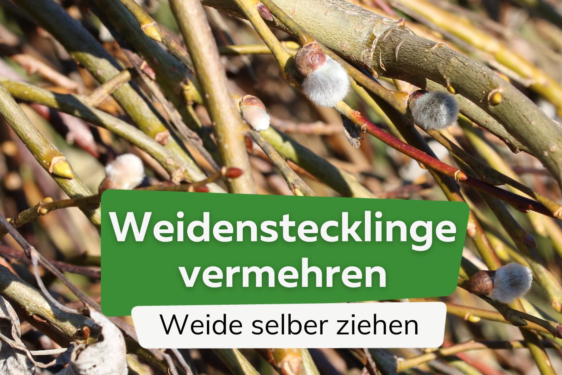 Weide durch Stecklinge vermehren