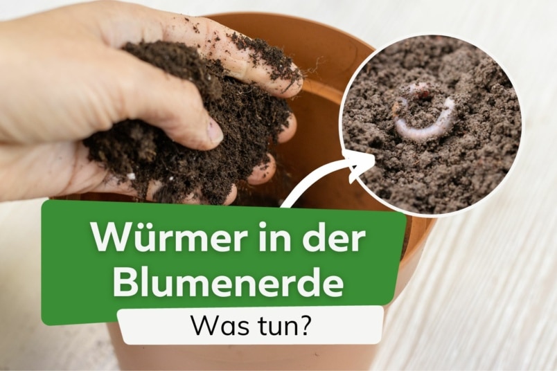 Würmer in der Blumenerde: was tun? | Hilfe für Zimmerpflanzen