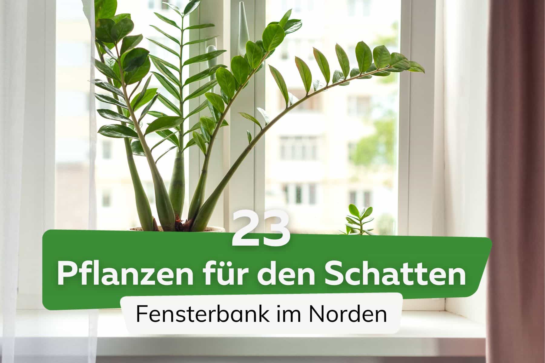 23 Pflanzen für die Nordseite-Fensterbank: diese mögen Schatten