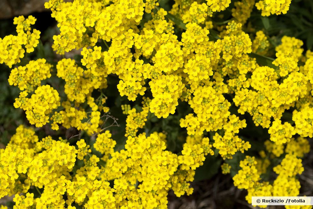 Bergsteinkraut, Alyssum montanum