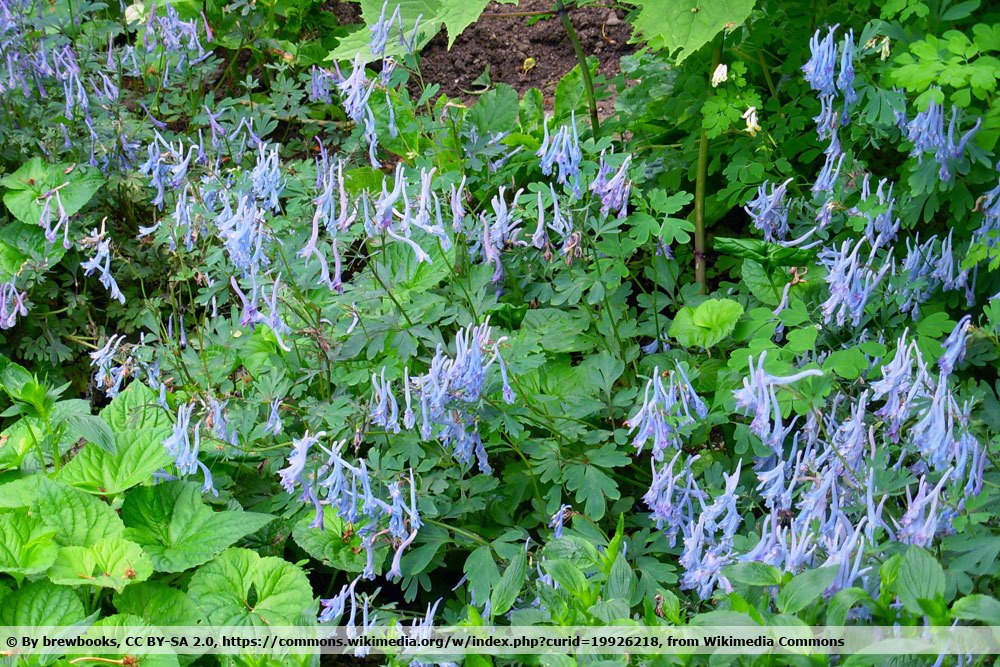 Blauer Lerchensporn