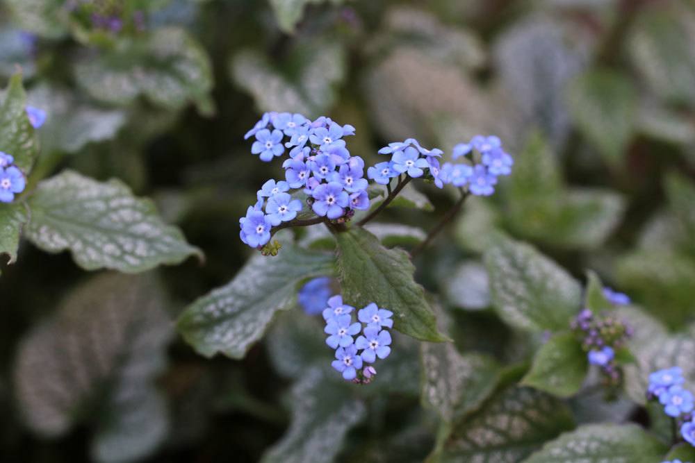 Kaukasus-Vergissmeinnicht, Brunnera