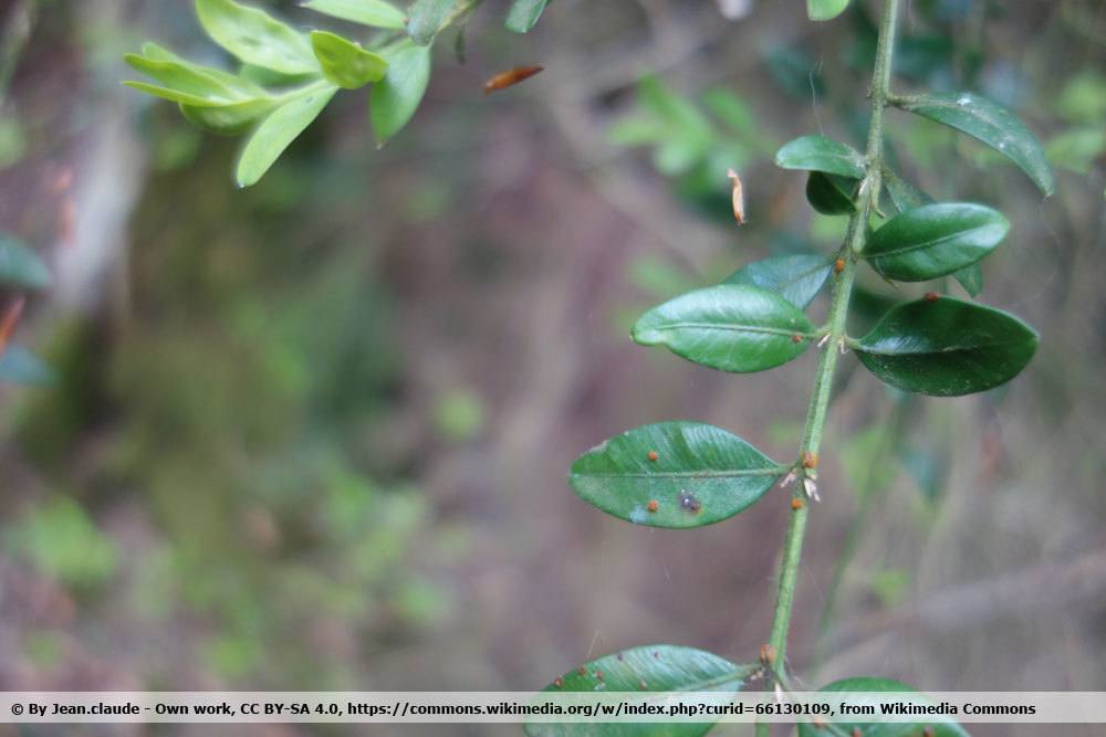 Buchsbaumrost, Puccinia buxi