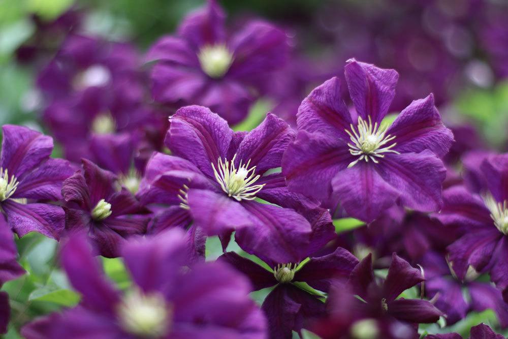 Clematis 'Gipsy Queen'