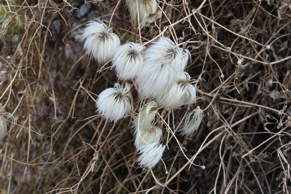 Clematis tangutica