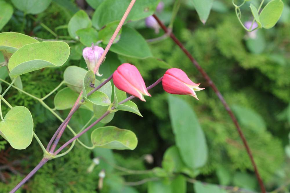 Clematis texensis 'Buckley'