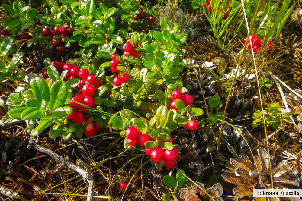 Cranberry, Moosbeere, Vaccinium macrocarpon