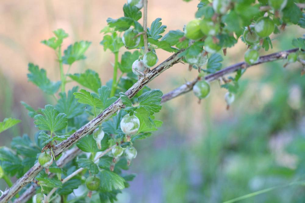 Echter Mehltau an Stachelbeeren