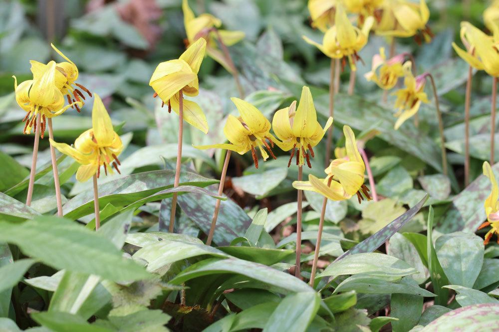 Amerikanischer Hundszahn, Erythronium