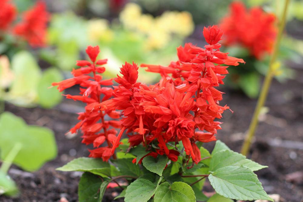 Feuersalbei. Salvia splendens