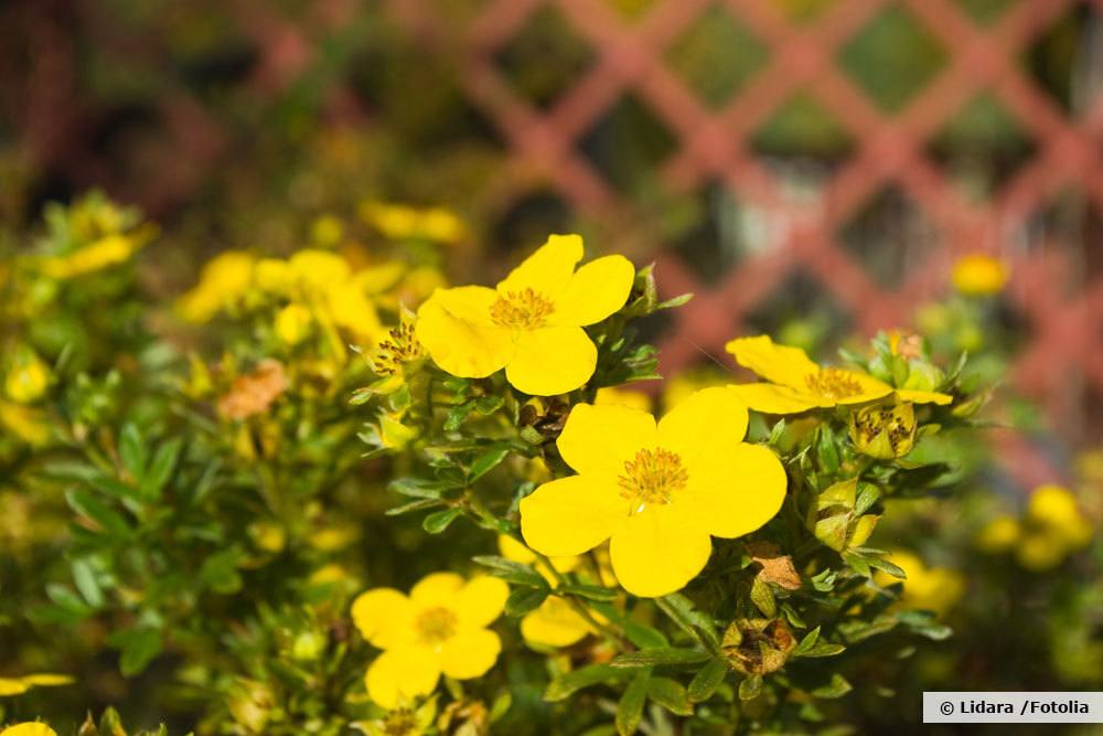 Fingerstrauch 'Goldteppich', Dasiphora fruticosa