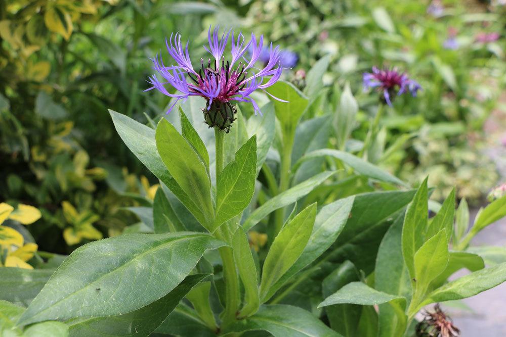 Berg-Flockenblume, Centaurea Montana