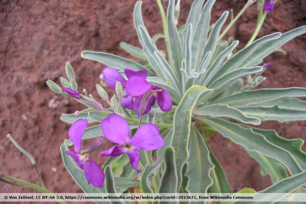 Garten-Levkoje, Matthiola incana