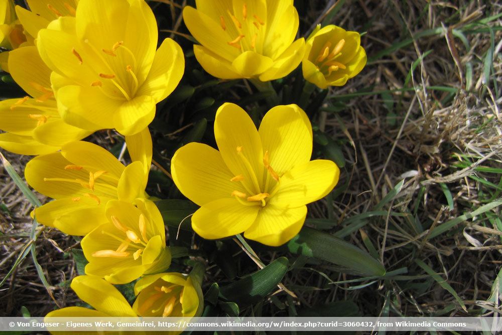 Goldkrokus, Sternbergia lutea