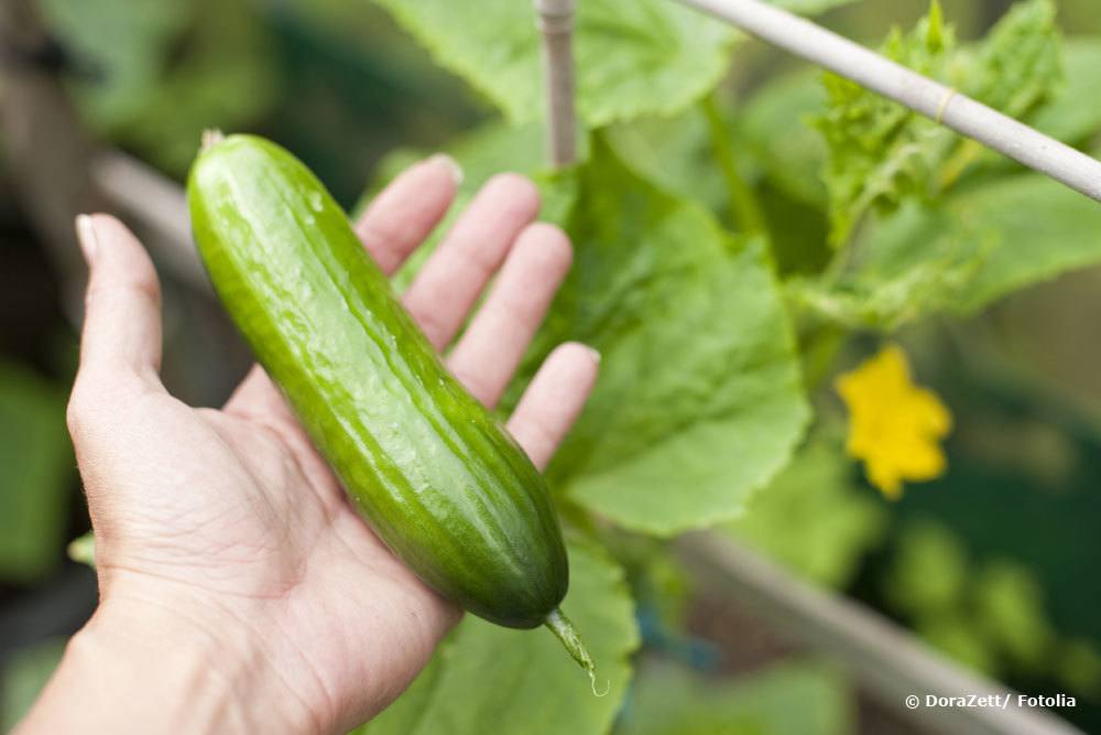 Gurke, Cucumis sativus