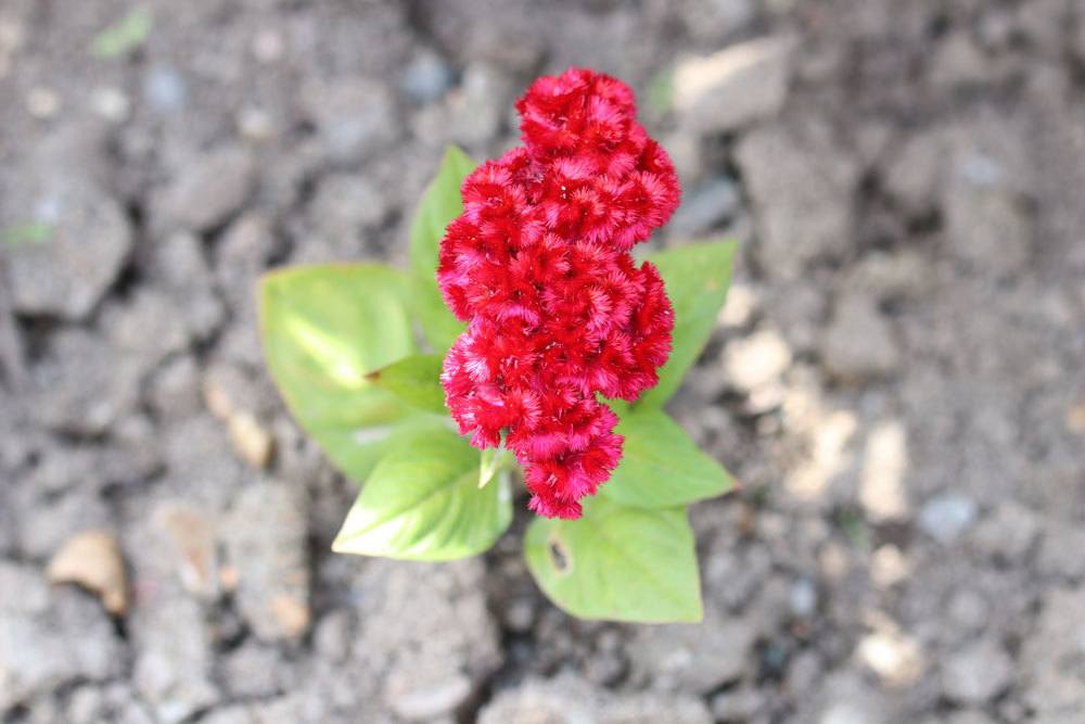 Hahnenkamm, Celosia cristata