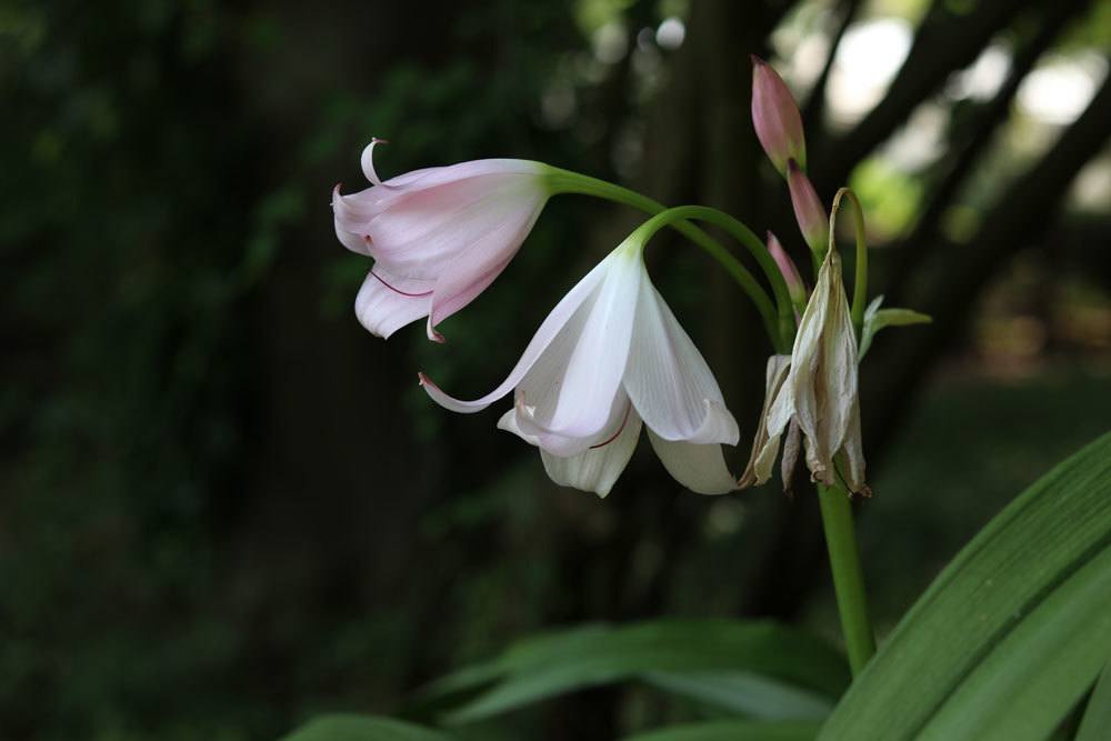 Hakenlilie, Crinum