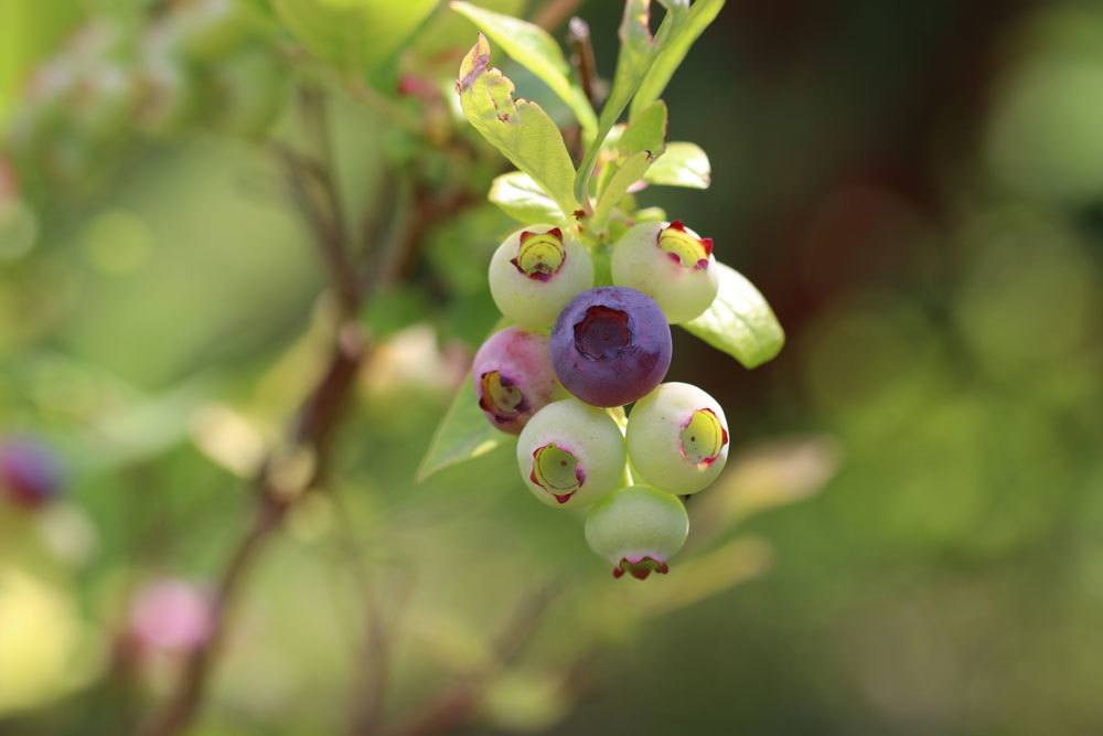 Heidelbeeren - Blaubeeren - Vaccinium myrtillu