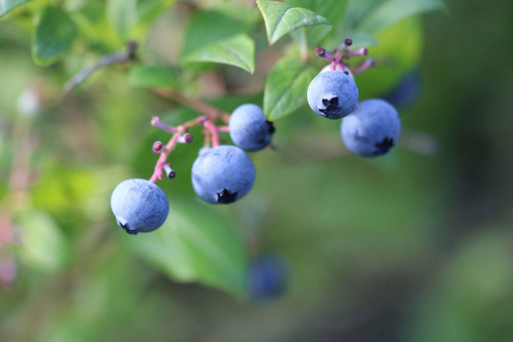 Heidelbeeren - Blaubeeren - Vaccinium myrtillu