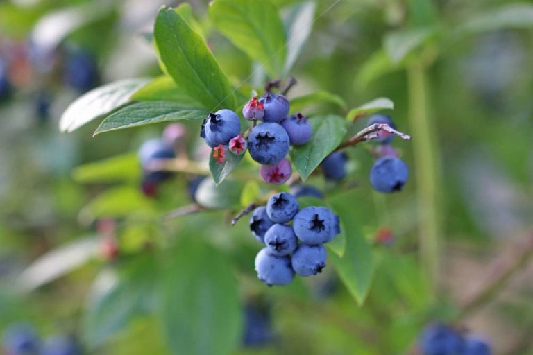 Heidelbeeren - Blaubeeren - Vaccinium myrtillu