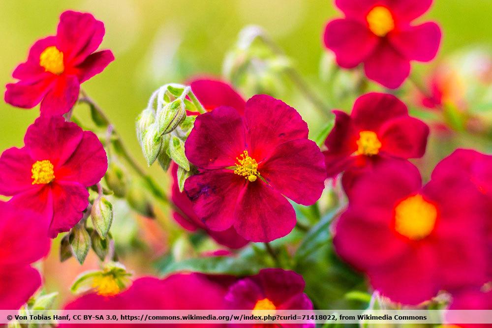 Sonnenröschen Helianthemum ‚Red Orient‘