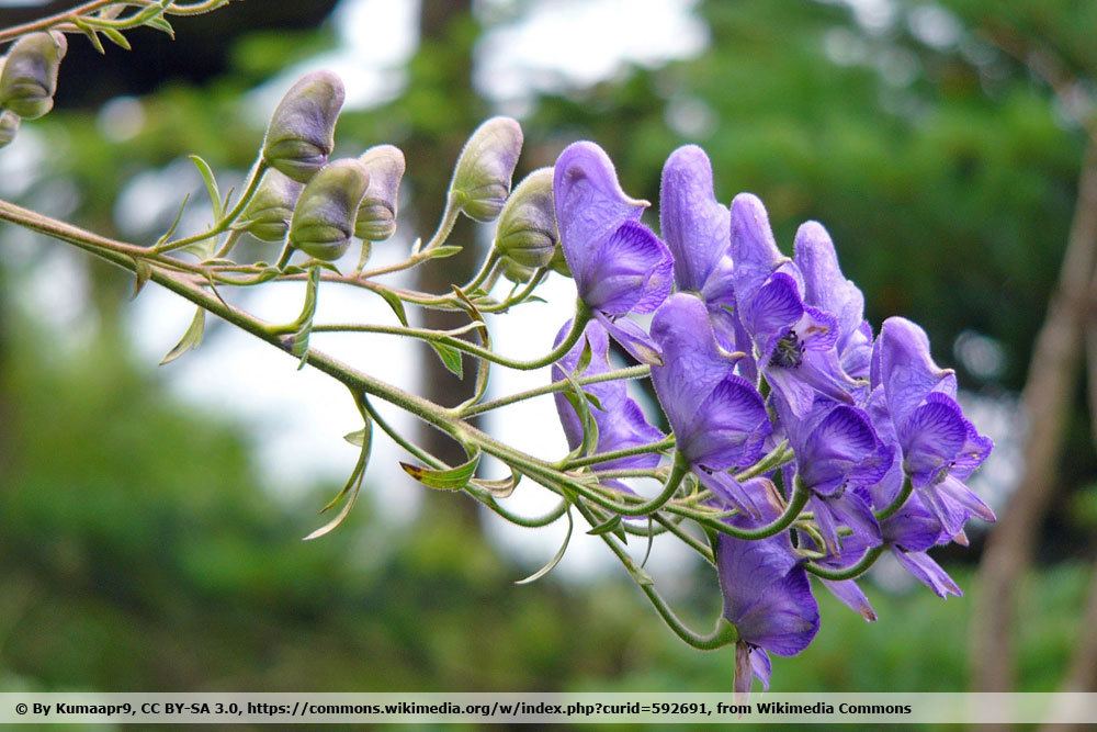 Herbst-Eisenhut, Aconitum carmichaelii