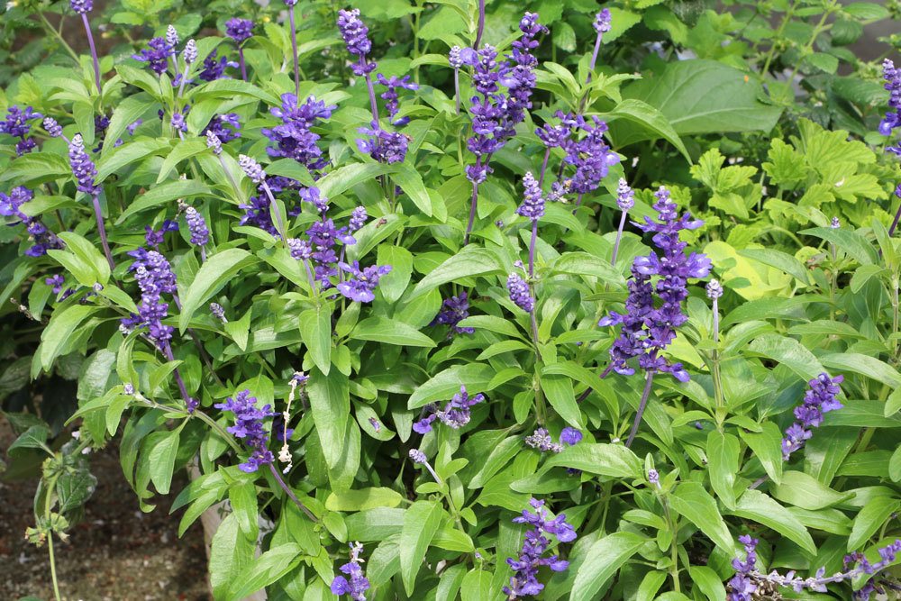 Mehlsalbei, Salvia farinacea