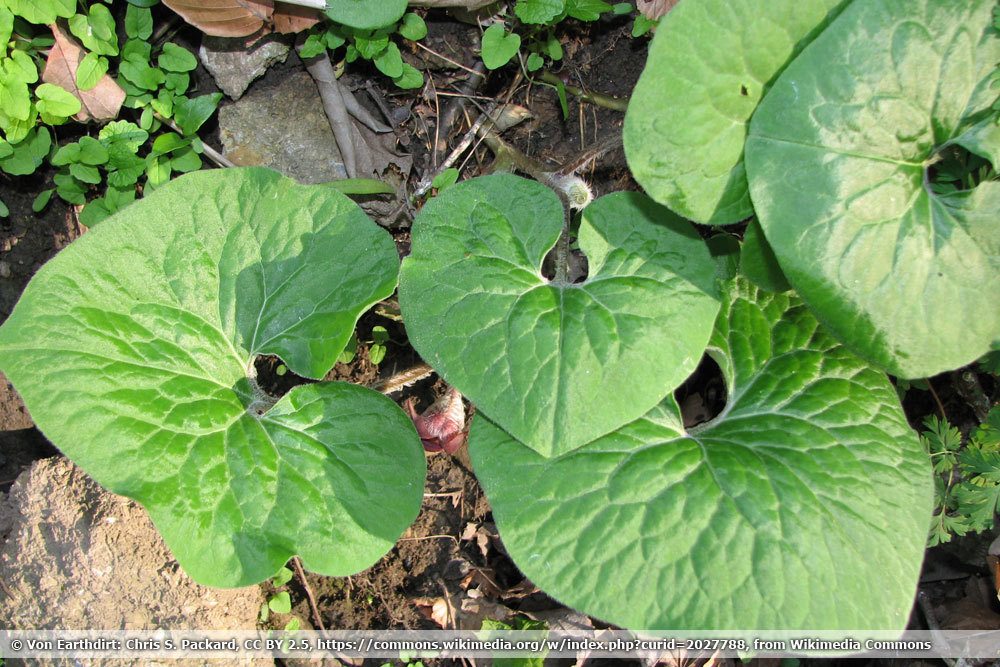 Kanadischer Haselwurz, Asarum canadense